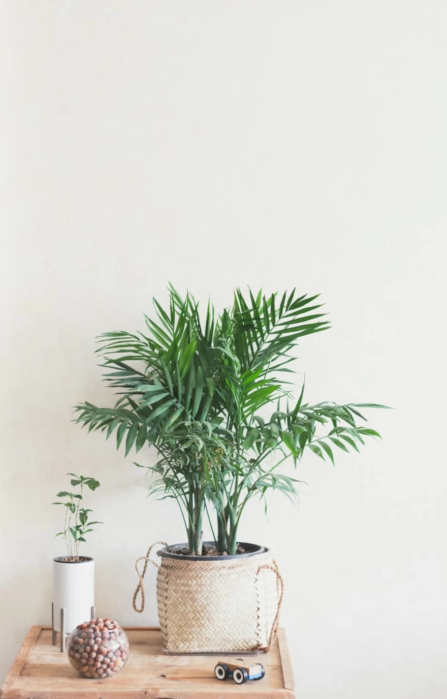 Areca palm φυτό