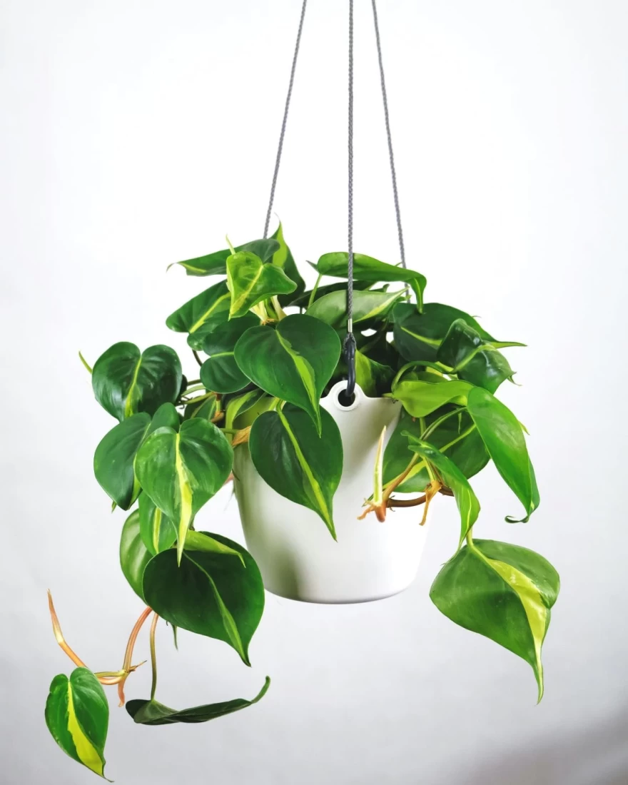 Philodendron φυτό