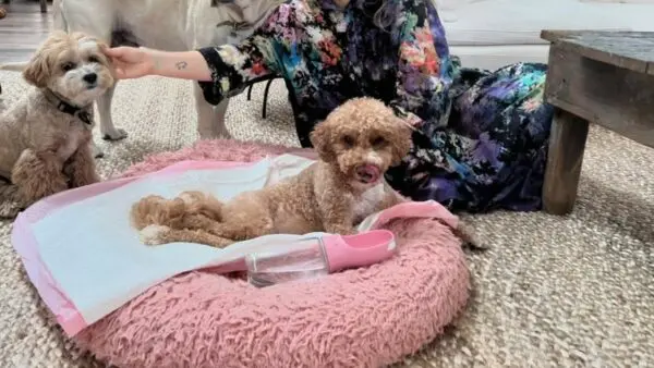 H Sia με τα σκυλάκια της στο σπίτι της