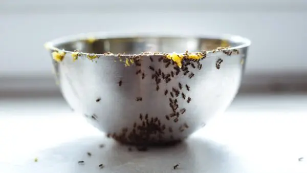 Μυρμήγκια σπίτι