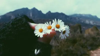 μαργαρίτες