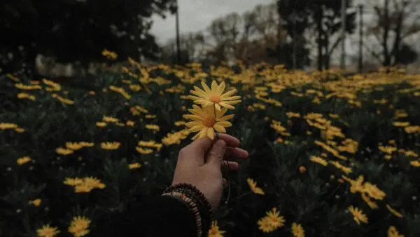 μαργαρίτες