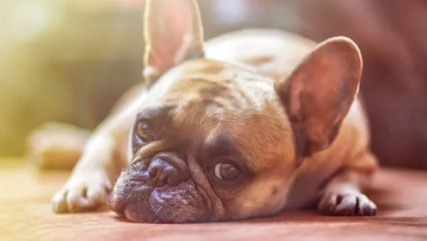 Σοκ - Αυτό είναι το αντικείμενο των σκύλων που προσελκύει τις κατσαρίδες