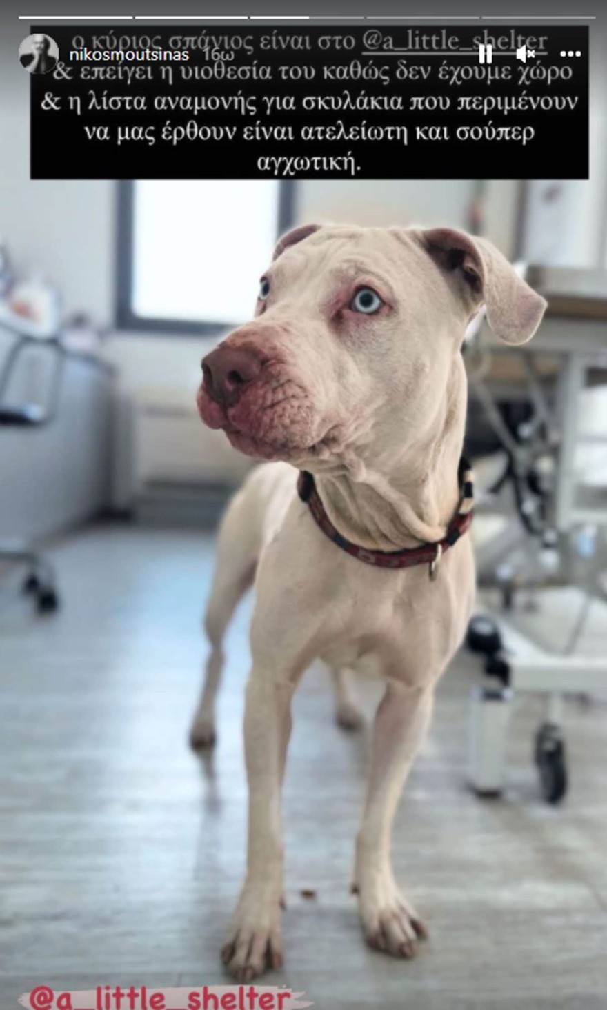 Νίκος Μουτσινάς υιοθεσία σκύλου έκκληση