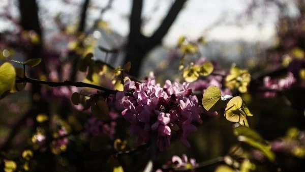 Καιρός 21/4: Επιστρέφει η αφρικανική σκόνη - Υψηλές θερμοκρασίες και ήλιος σε σχεδόν όλη την Ελλάδα