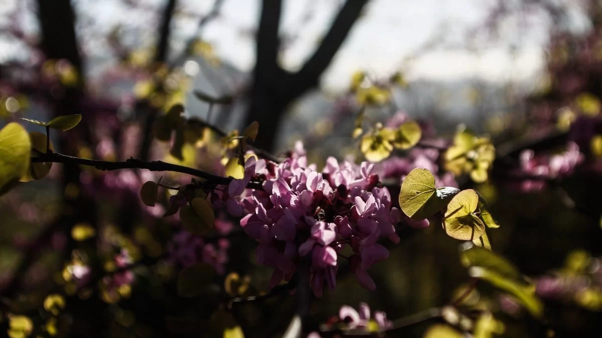 Καιρός 21/4: Επιστρέφει η αφρικανική σκόνη - Υψηλές θερμοκρασίες και ήλιος σε σχεδόν όλη την Ελλάδα
