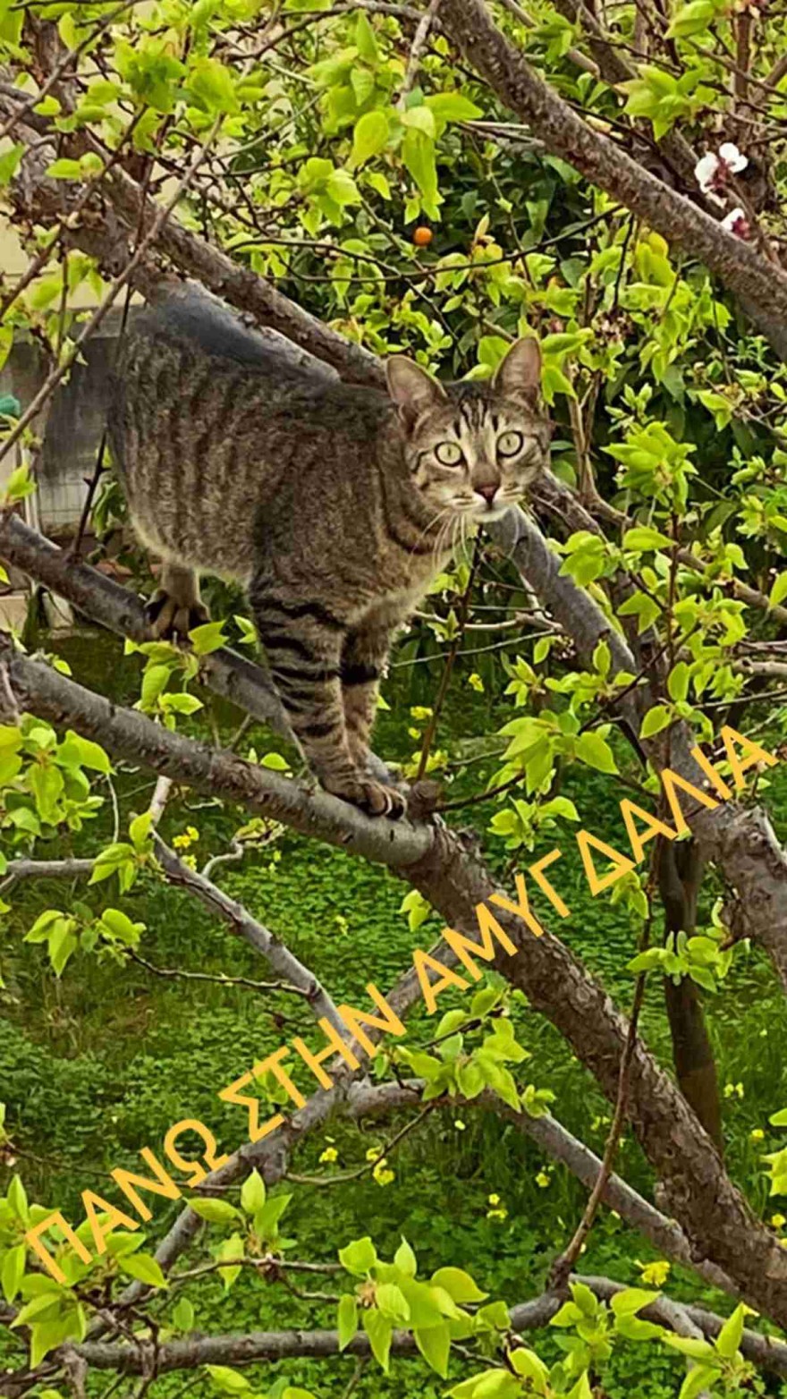 Κατερίνα Καραβάτου κήπος