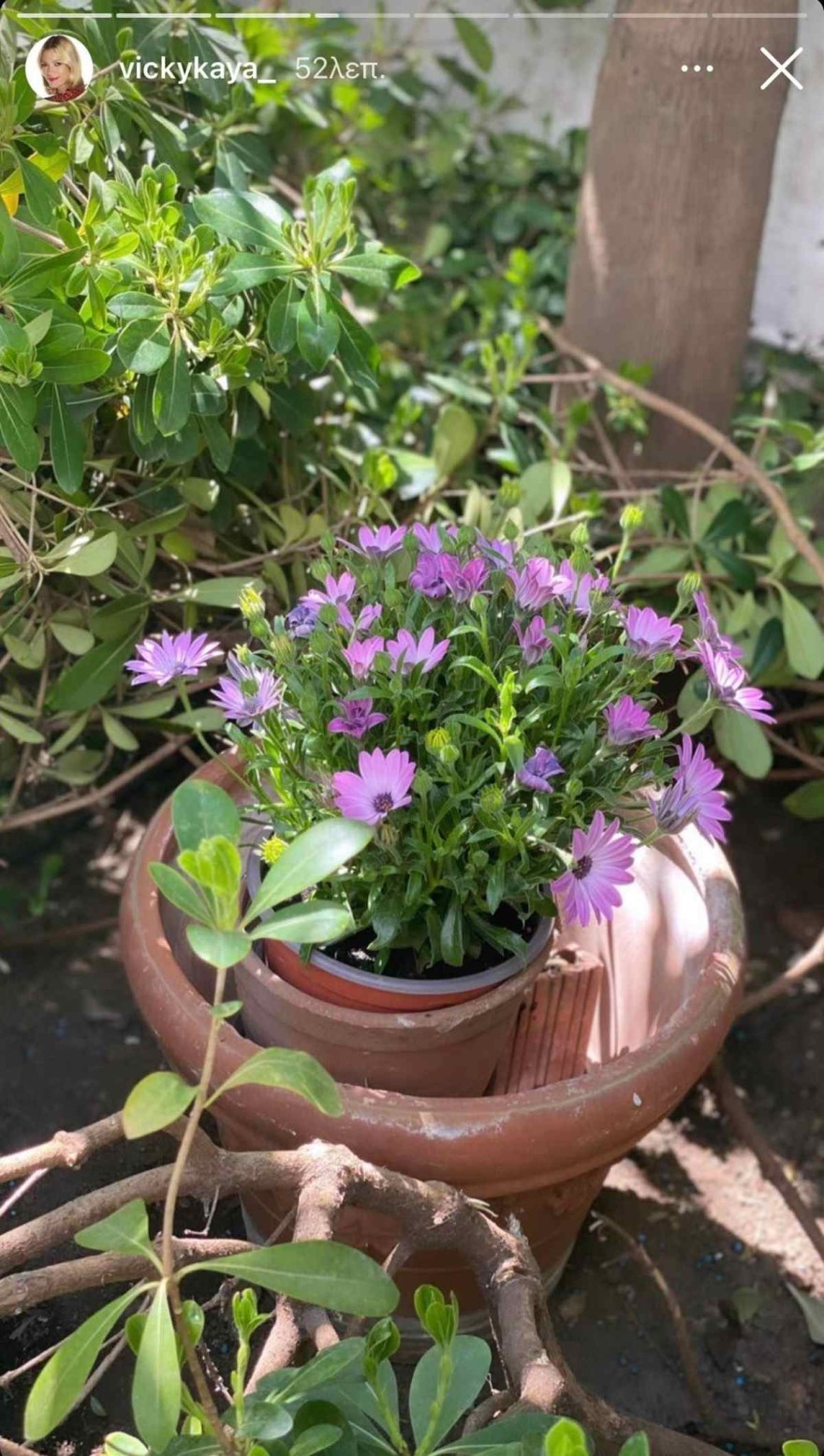 Βίκυ Καγιά κήπος