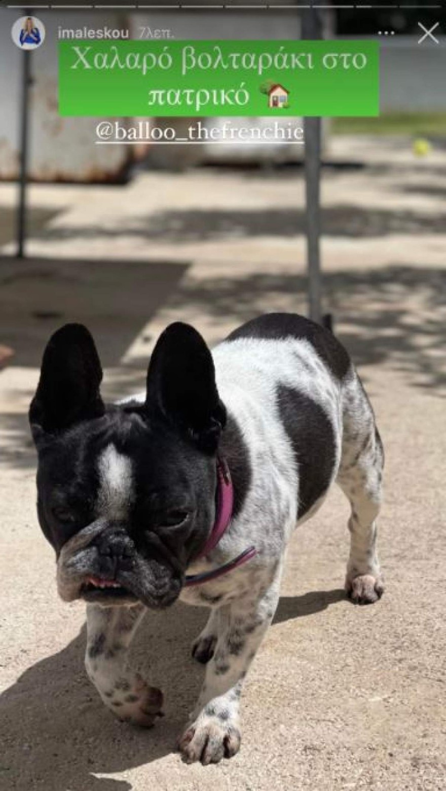 Ο σκύλος της Ιωάννας Μαλέσκου