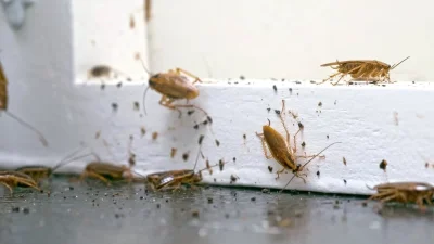 Θα εξαφανίσετε μια και καλή τις κατσαρίδες - Το κόλπο με την μαγειρική σόδα που θα σας σώσει
