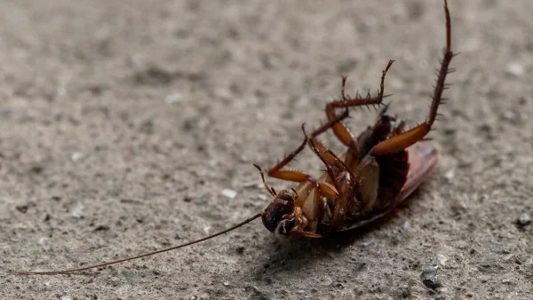 Με τις ζέστες έρχονται κι αυτές: 5 εύκολοι τρόποι για να κρατήσεις τις κατσαρίδες μακριά από το σπιτικό σου