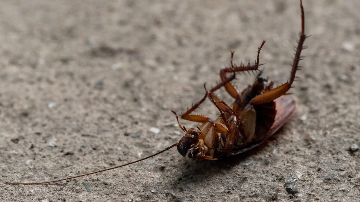 Με τις ζέστες έρχονται κι αυτές: 5 εύκολοι τρόποι για να κρατήσεις τις κατσαρίδες μακριά από το σπιτικό σου