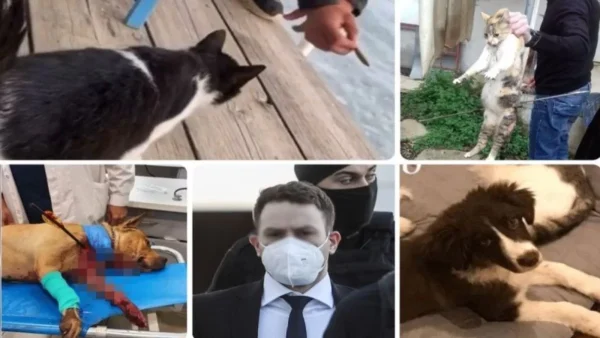 Από τον Τοξοβόλο της Πετρούπολης στον... Μπάμπη Αναγνωστόπουλο - 5+1 κακοποιήσεις ζώων που σόκαραν το Πανελλήνιο