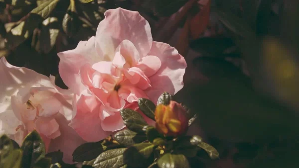 Θα ξεχάσεις ότι τα έχεις: Τα 3 πανέμορφα φυτά που δεν θέλουν πολύ πότισμα