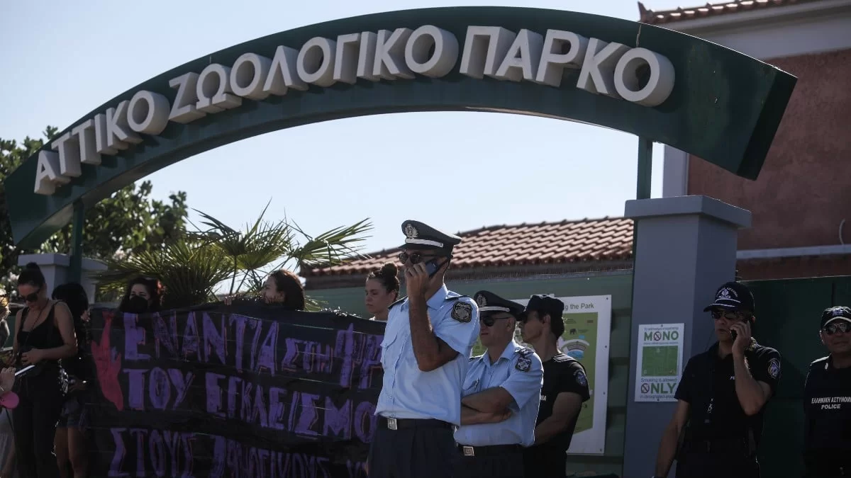«Αυτό λέγεται δολοφονία...» - Θύελλα αντιδράσεων των celebrities για την θανάτωση του χιμπατζή στο Αττικό Ζωολογικό Πάρκο