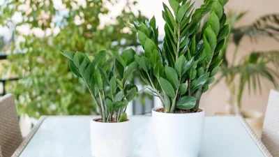 Τεράστια προσοχή σε αυτό το συγκεκριμένο φυτό! Είναι το πιο επικίνδυνο και μπορεί μέχρι και να σε κάψει