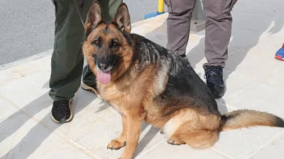 Λαμία: Ξαφνική επίθεση σκύλου σε άνδρα