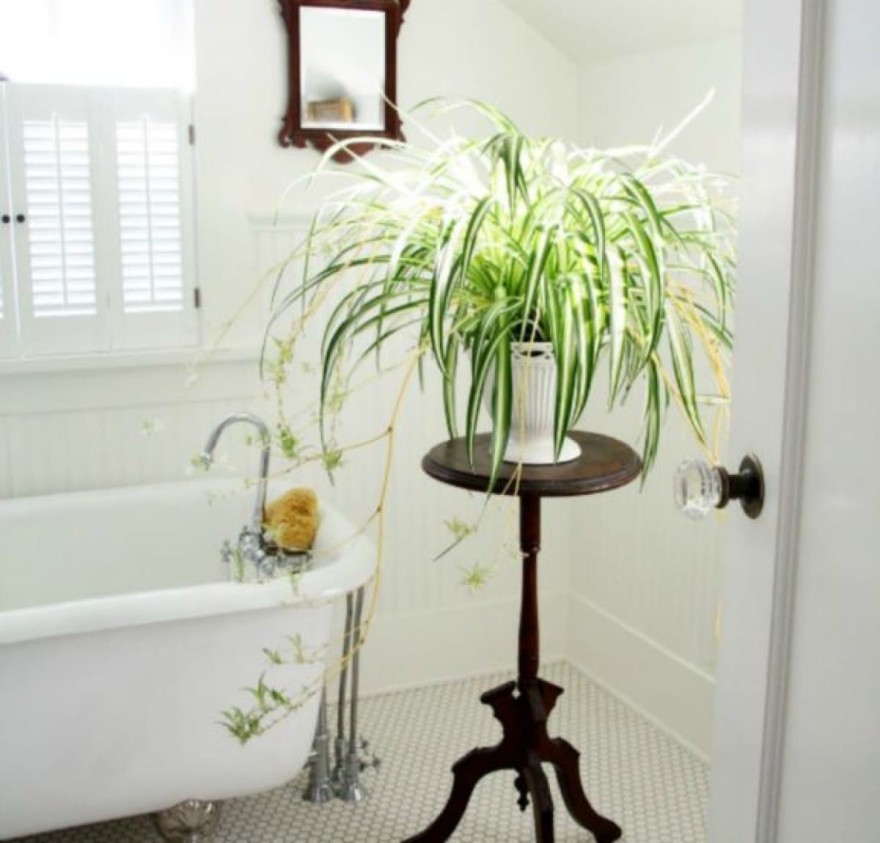 Φυτό αράχνη