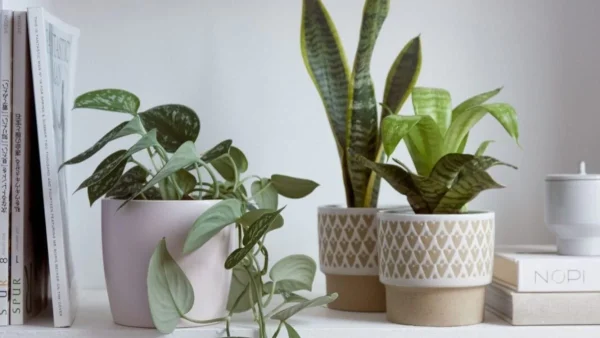 Για να τα σώσετε από την καταστροφή τους: Ρίξτε κανέλα στα φυτά σας και...