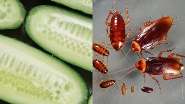 Βάλε αγγούρι σε αλουμινόχαρτο και... - Το πιο εύκολο κόλπο για να μην πλησιάσουν το σπίτι σου κατσαρίδες