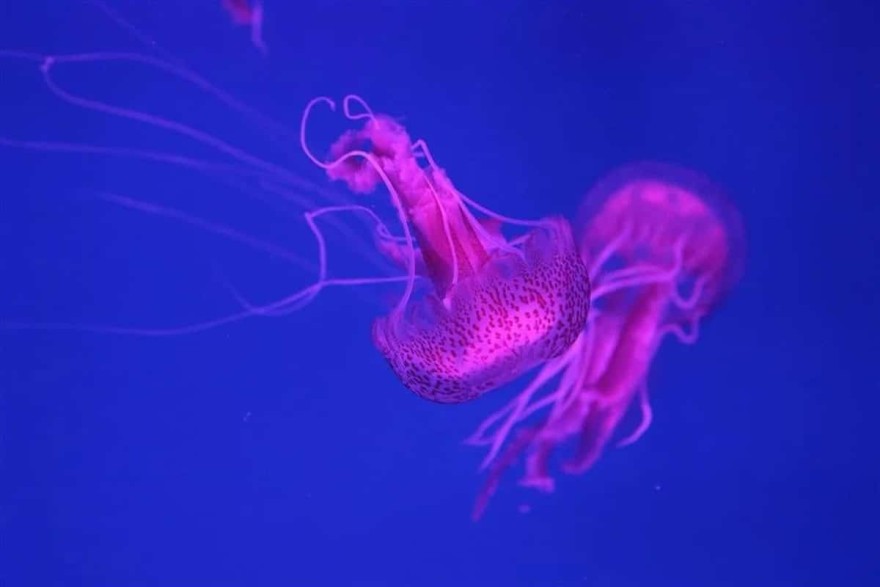 Μωβ Μέδουσα τσίμπημα