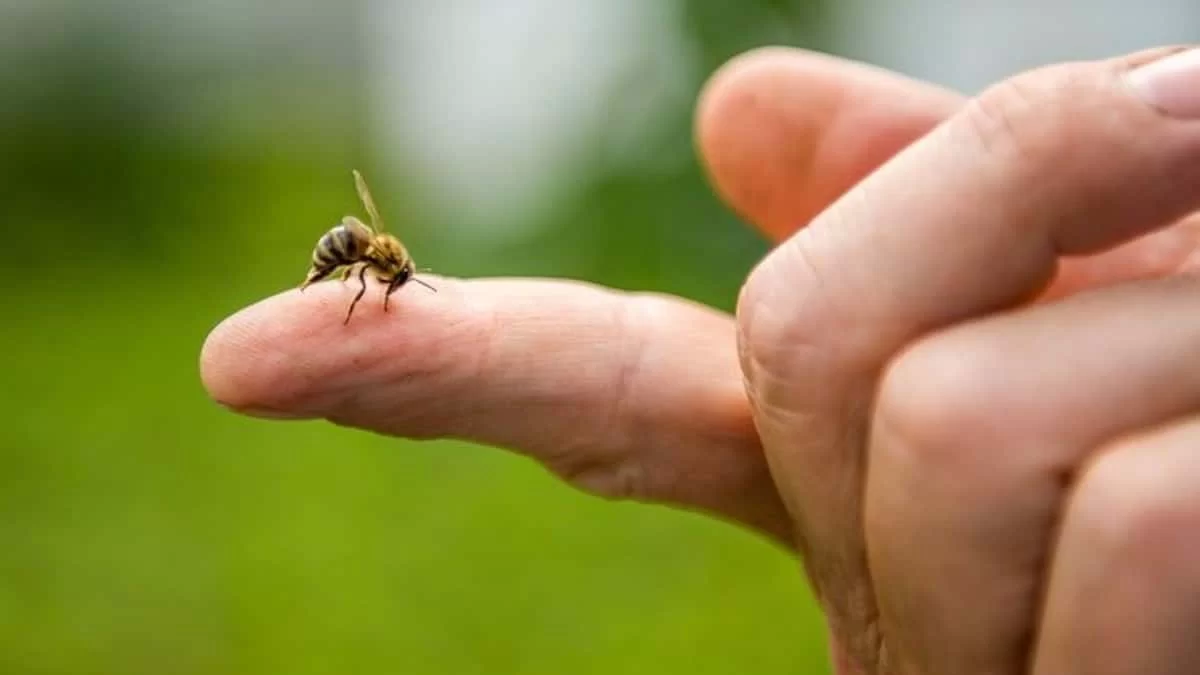 Νούμερο 1 κίνδυνος το καλοκαίρι: Σας τσίμπησε μέλισσα ή σφήκα; Ρίξτε γρήγορα μαγειρική σόδα και...