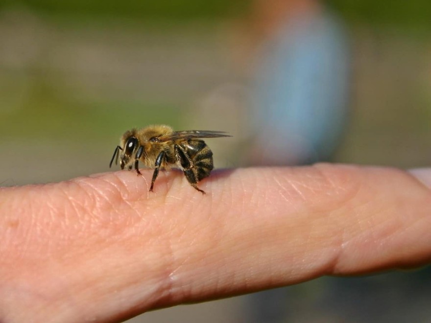 Έτσι θα αντιμετωπίσετε το τσίμπημα μέλισσας ή σφήκας με μαγειρική σόδα