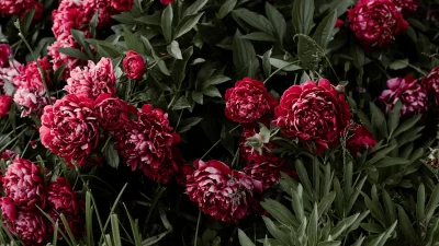 Θα βάλουν χρώμα στη ζωή σου: 5 φυτά που πουλάνε περισσότερο τα καλοκαίρια