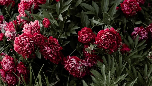 Θα βάλουν χρώμα στη ζωή σου: 5 φυτά που πουλάνε περισσότερο τα καλοκαίρια