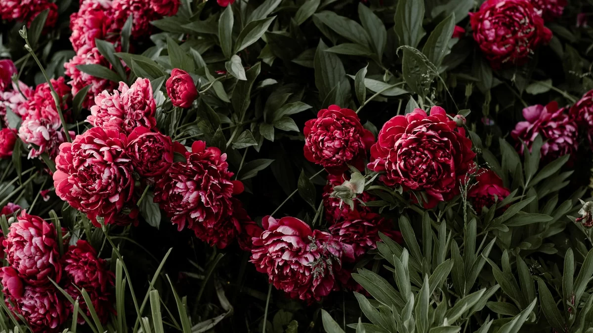 Θα βάλουν χρώμα στη ζωή σου: 5 φυτά που πουλάνε περισσότερο τα καλοκαίρια