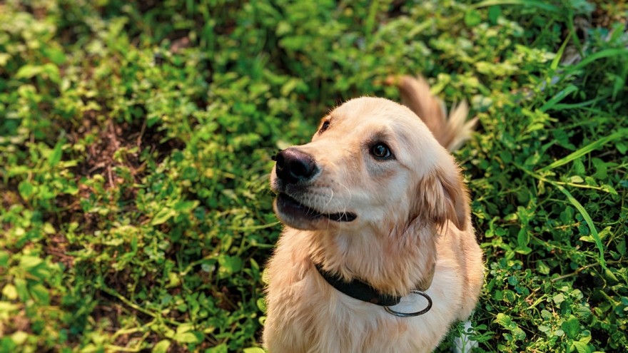 σκύλοι και φυτά
