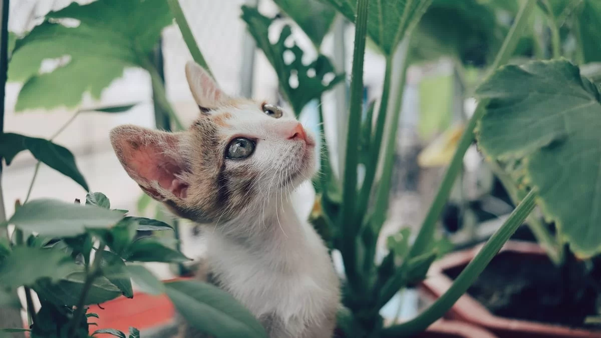 Είναι επικίνδυνα: Αν είσαι γατομάνα ή γατομπαμπάς μην πάρεις σπίτι σου αυτά τα 3 φυτά
