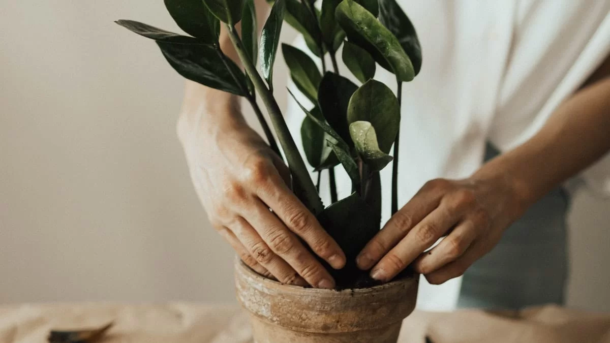Το φυτό της χρονιάς: Είναι χαριτωμένο, εύκολο στην φροντίδα και φέρνει τύχη