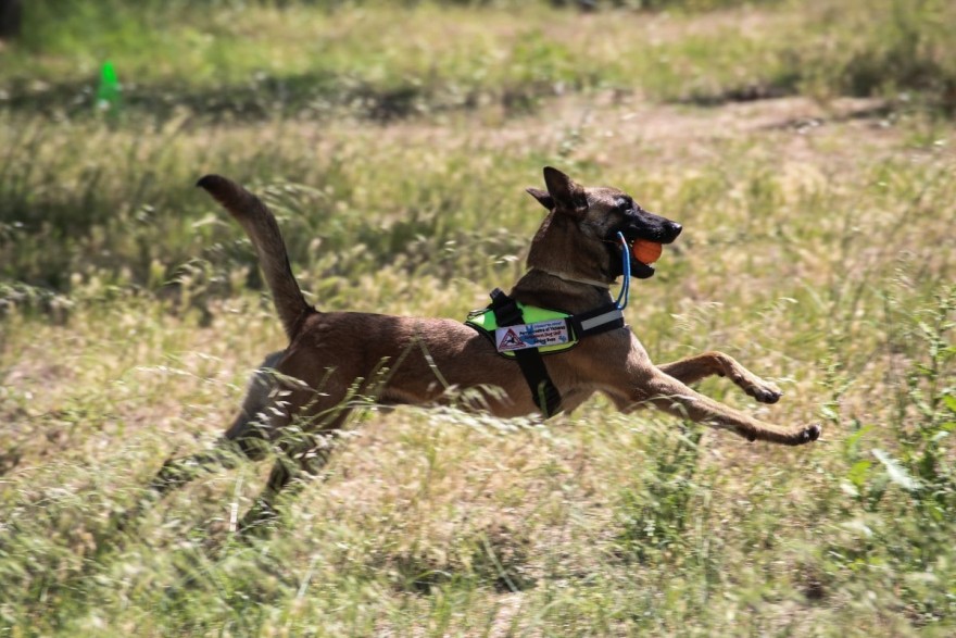 Επίθεση από σκύλο στη Λαμία