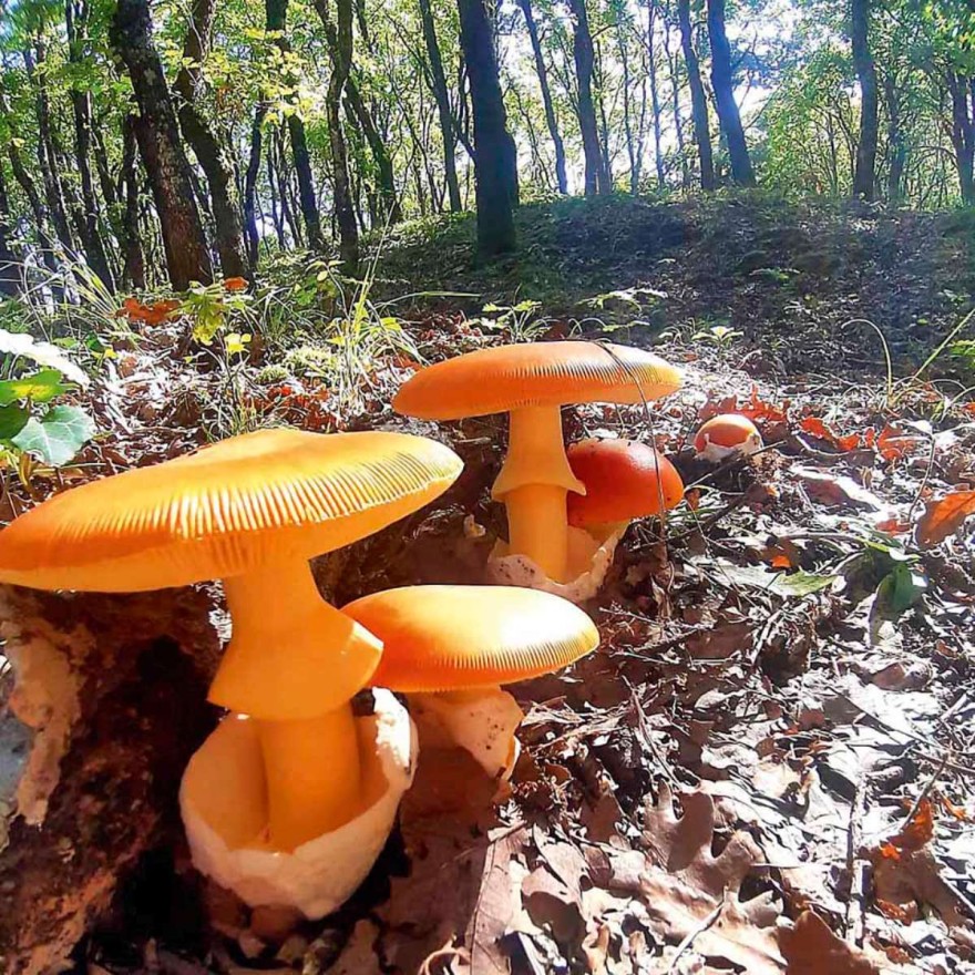 Κανέλα & Γαρύφαλλο