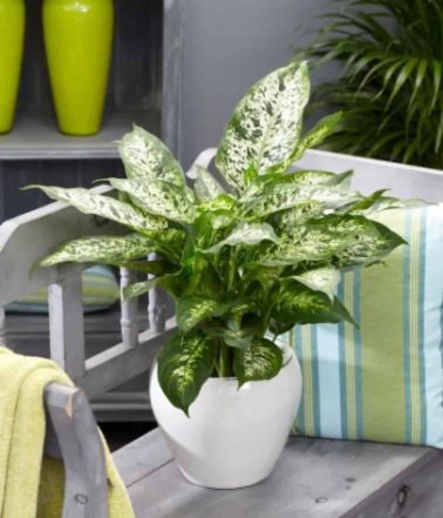  φυτό Ντιφενμπάχια