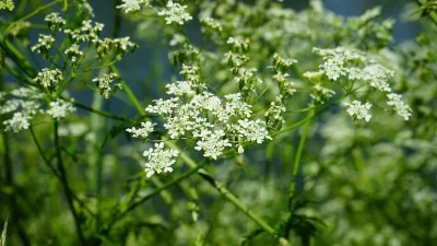 Ένα προκαλεί μέχρι ανεπάρκεια παγκρέατος - Τα 7 φυτά που πρέπει να ξεριζώσετε αν φυτρώσουν στο σπίτι σας
