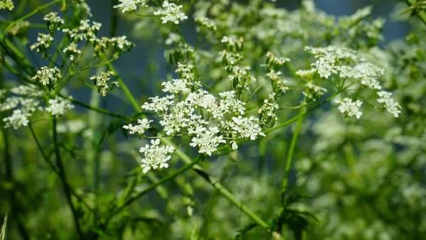 Ένα προκαλεί μέχρι ανεπάρκεια παγκρέατος - Τα 7 φυτά που πρέπει να ξεριζώσετε αν φυτρώσουν στο σπίτι σας