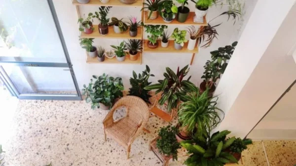 Βγάλτε το αμέσως από το σπίτι σας αυτό το φυτό! Είναι υπεύθυνο για τσακωμούς και αρνητική ενέργεια