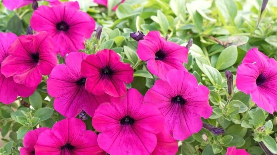 Πώς θα προστατέψετε τα φυτά σας από τον ήλιο και τον καύσωνα