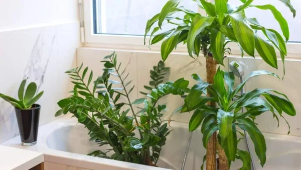 Το χρησιμοποιείς για τσίμπημα μέχρι και για πυρετό - Το φυτό που τα γιατρεύει όλα σύμφωνα με τις γιαγιάδες