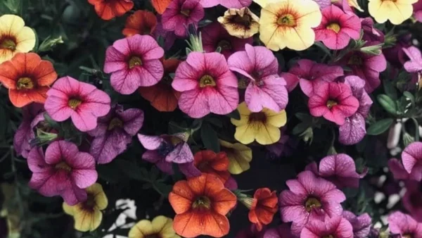 Για να παραμείνουν ζωντανά και λαμπερά: Πώς θα προστατέψετε τα φυτά σας από τον ήλιο και τον καύσωνα