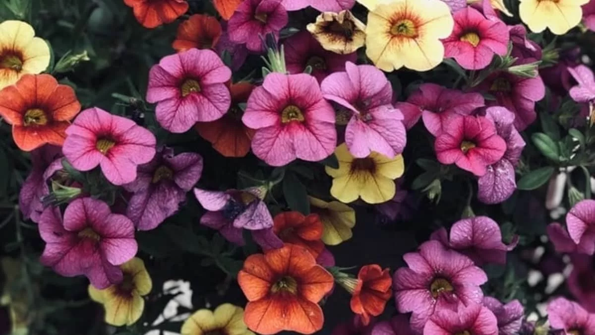 Για να παραμείνουν ζωντανά και λαμπερά: Πώς θα προστατέψετε τα φυτά σας από τον ήλιο και τον καύσωνα