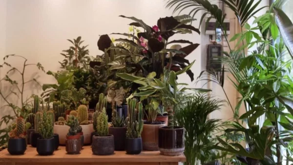 Κρυφό φάρμακο για τον καρκίνο αυτό το συγκεκριμένο φυτό - Γιατί το κρύβουν οι επιστήμονες