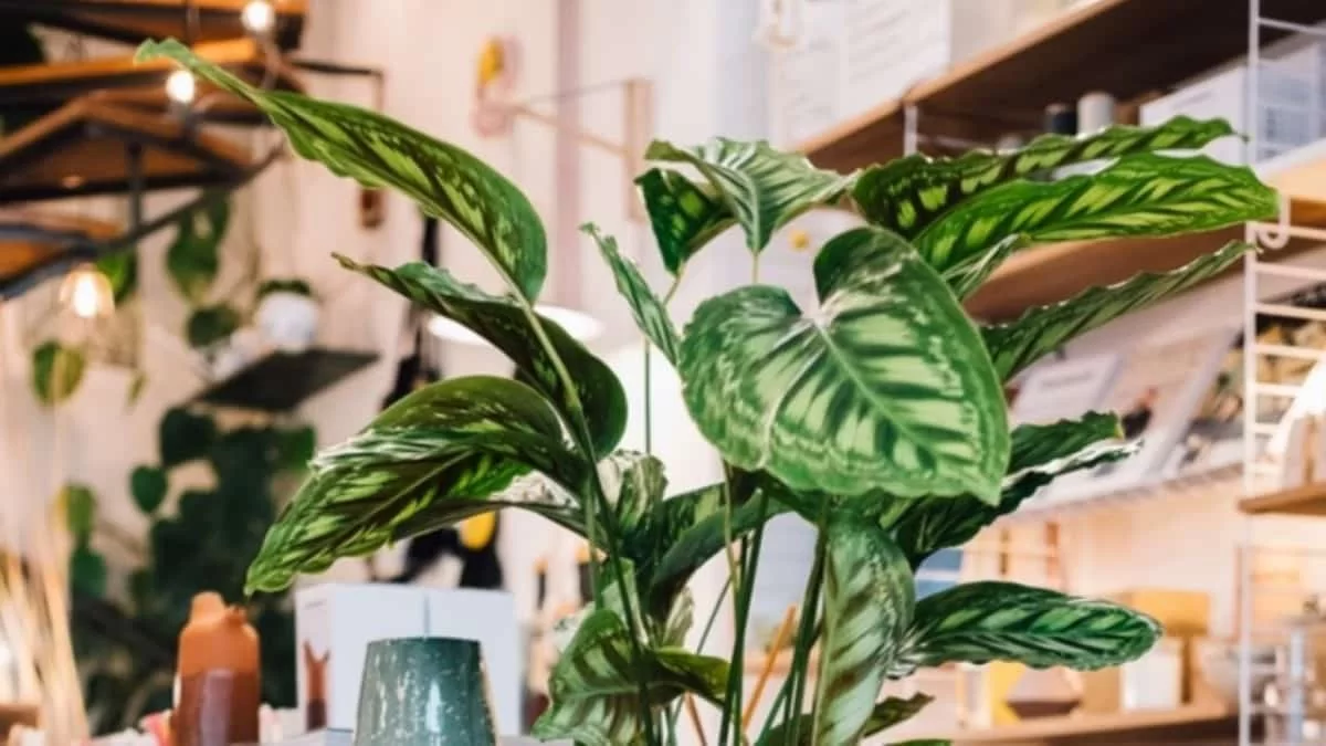 Θα πλουτίσεις: Το πολυσυζητημένο φυτό που φέρνει οικονομική ευημερία στο σπίτι