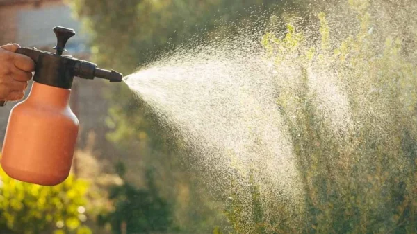 Ρίξε 4 κουταλιές της σούπας κανέλα μαζί με νερό στα φυτά σου - Το αποτέλεσμα θα σε εντυπωσιάσει