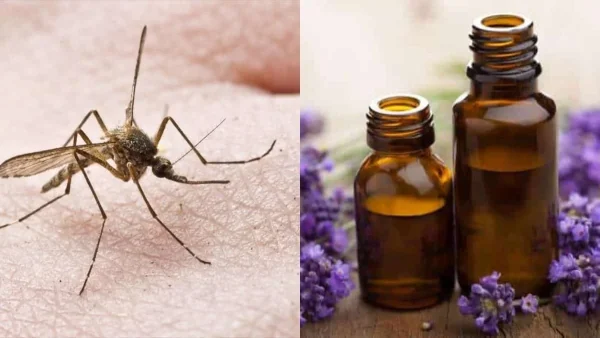 Φτιάξτε μέσα σε λίγα λεπτά την πιο γρήγορη σπιτική συνταγή που θα διώξει μακριά τα κουνούπια - Χρειάζεστε μόνο...