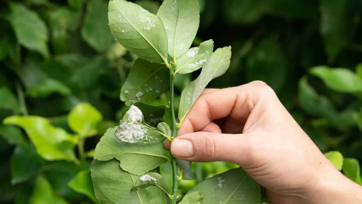 "Εξαφάνισε" από τα φυτά σου την ψώρα μόνο με μαγειρική σόδα και... - Το απόλυτο κόλπο που θα σε "σώσει"