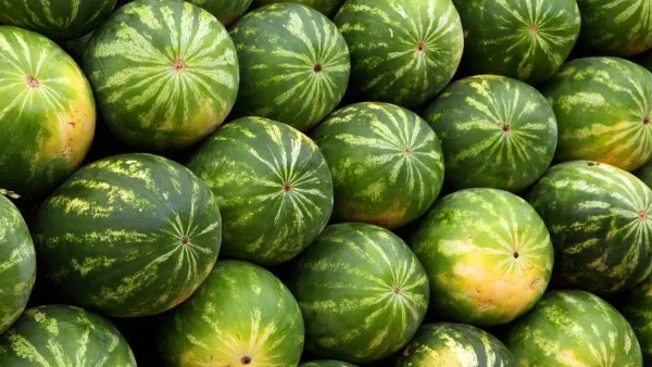 Το σημάδι επάνω του που προδίδει πως θα είναι γλυκό: Τι να προσέξετε πριν αγοράσετε ένα καρπούζι
