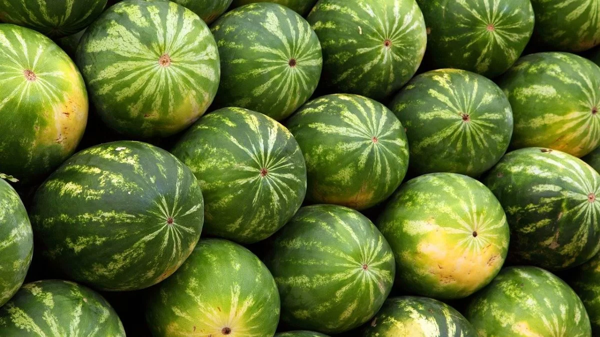 Το σημάδι επάνω του που προδίδει πως θα είναι γλυκό: Τι να προσέξετε πριν αγοράσετε ένα καρπούζι